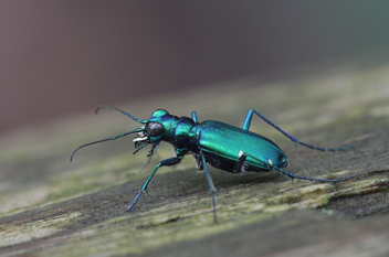 Cicindela sexguttata